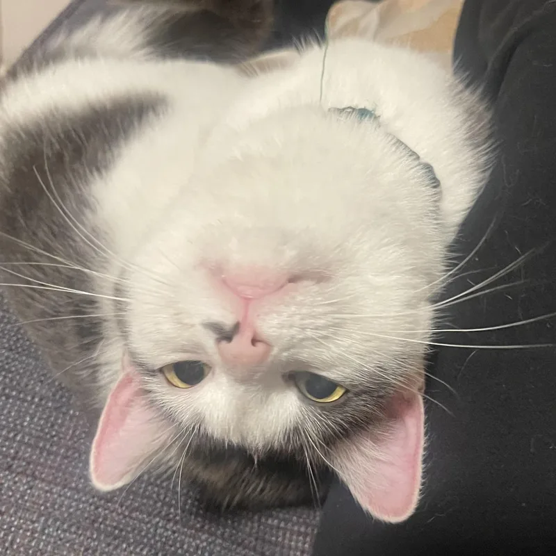 Suki Coming In thumbnail 5