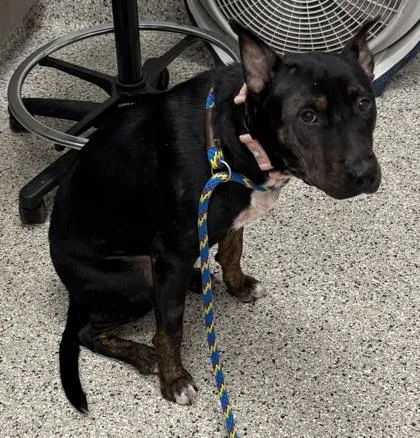 An adult large-sized female Black Mixed Breed dog named Patsy for adoption in Kansas City, MO