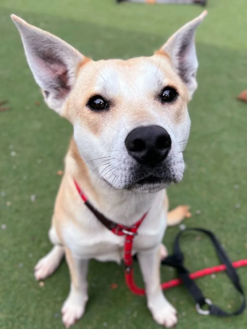 A young large-sized female Siberian Husky dog named Cider for adoption in Woodland, CA
