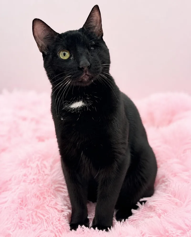 A young medium-sized male Black Domestic Short Hair cat named Fetty Wap for adoption in Covington, LA