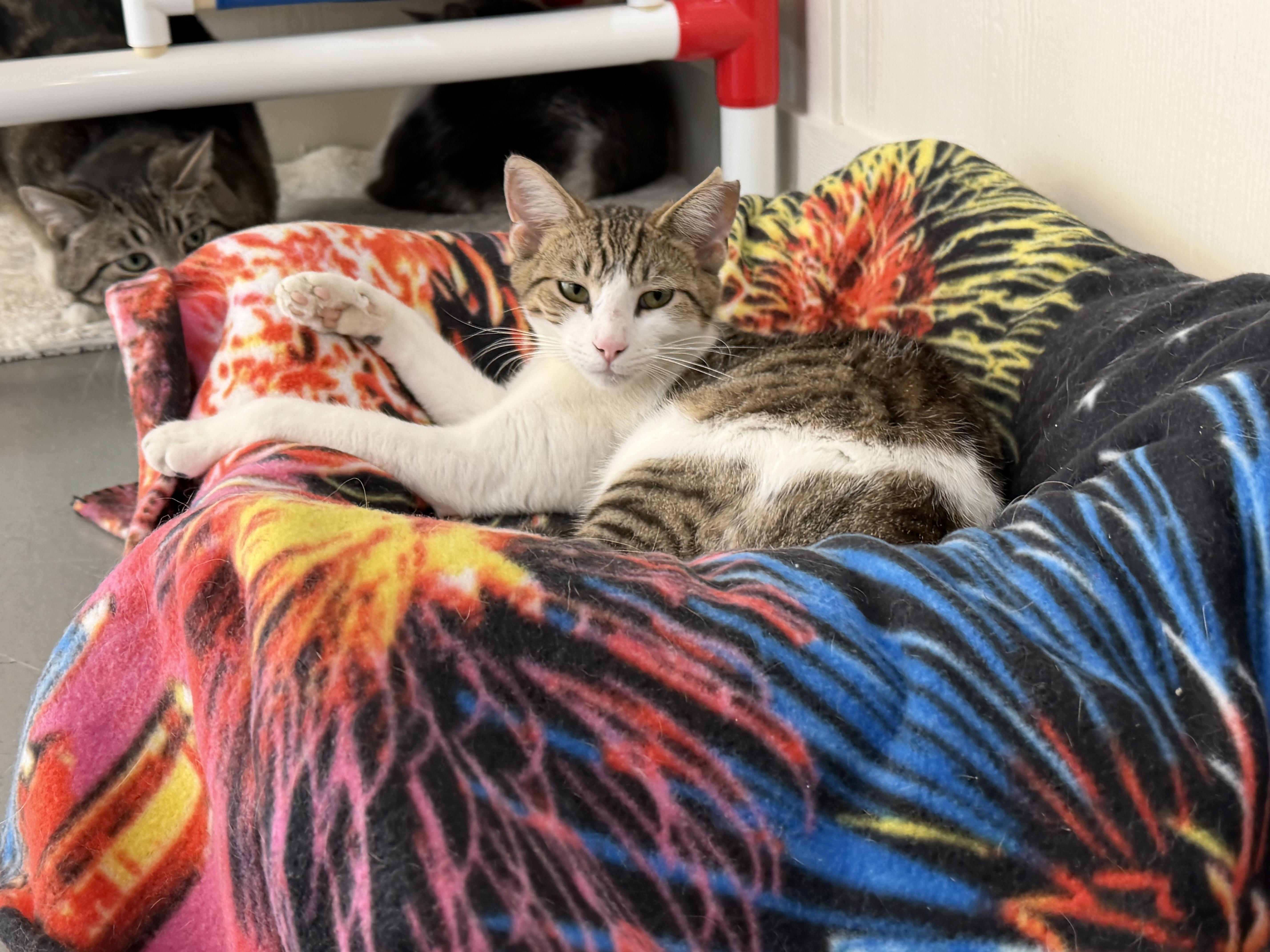 A baby medium-sized male Tabby (Gray / Blue / Silver) Domestic Short Hair cat named Samson for adoption in Latrobe, PA