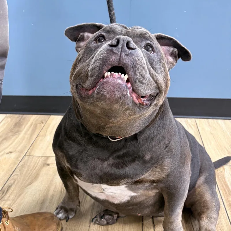 A senior large-sized female Gray / Blue / Silver English Bulldog dog named Sugar Sweet for adoption in Newark, NJ