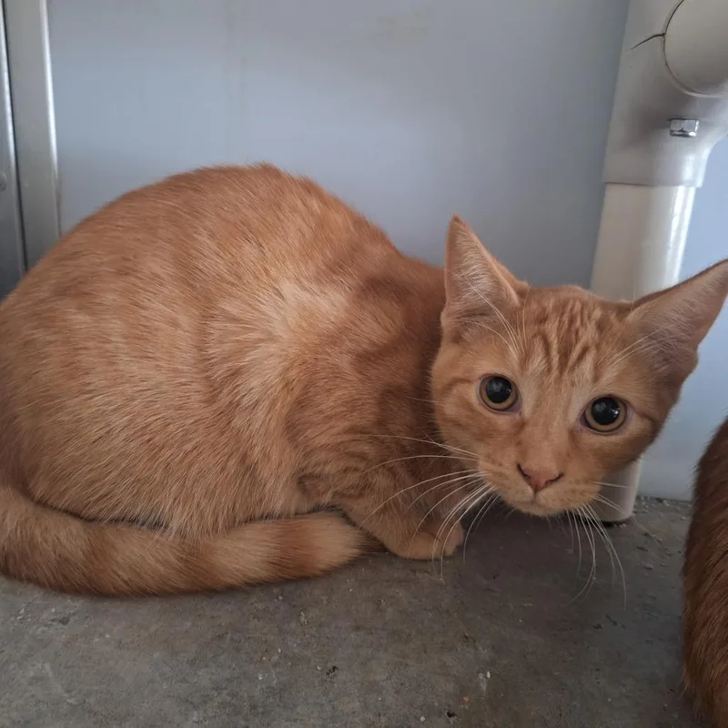 Macaroni thumbnail 2