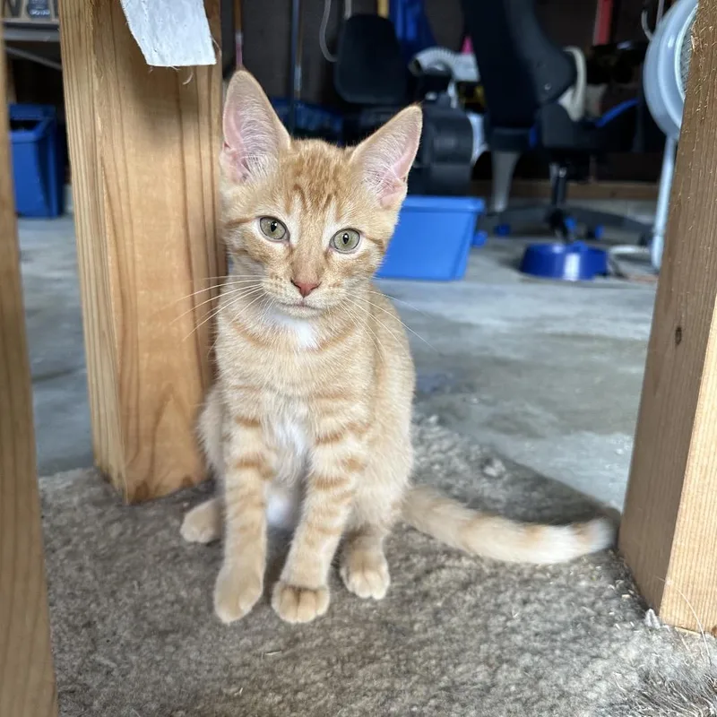 Macaroni thumbnail 3