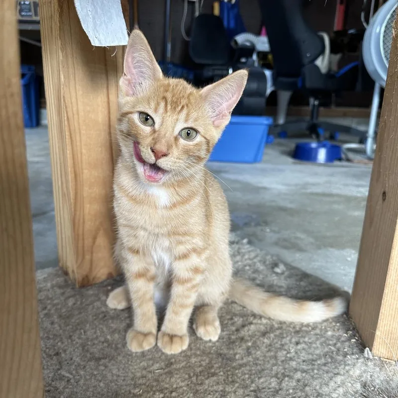 Macaroni thumbnail 4