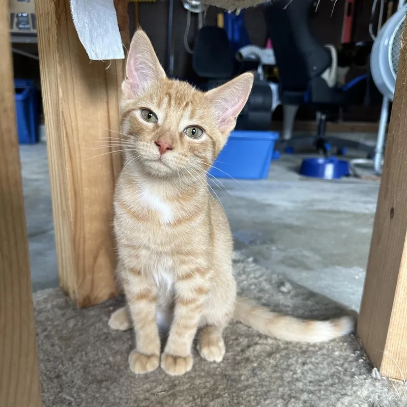 Macaroni thumbnail 5