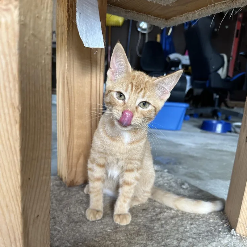 Macaroni thumbnail 6