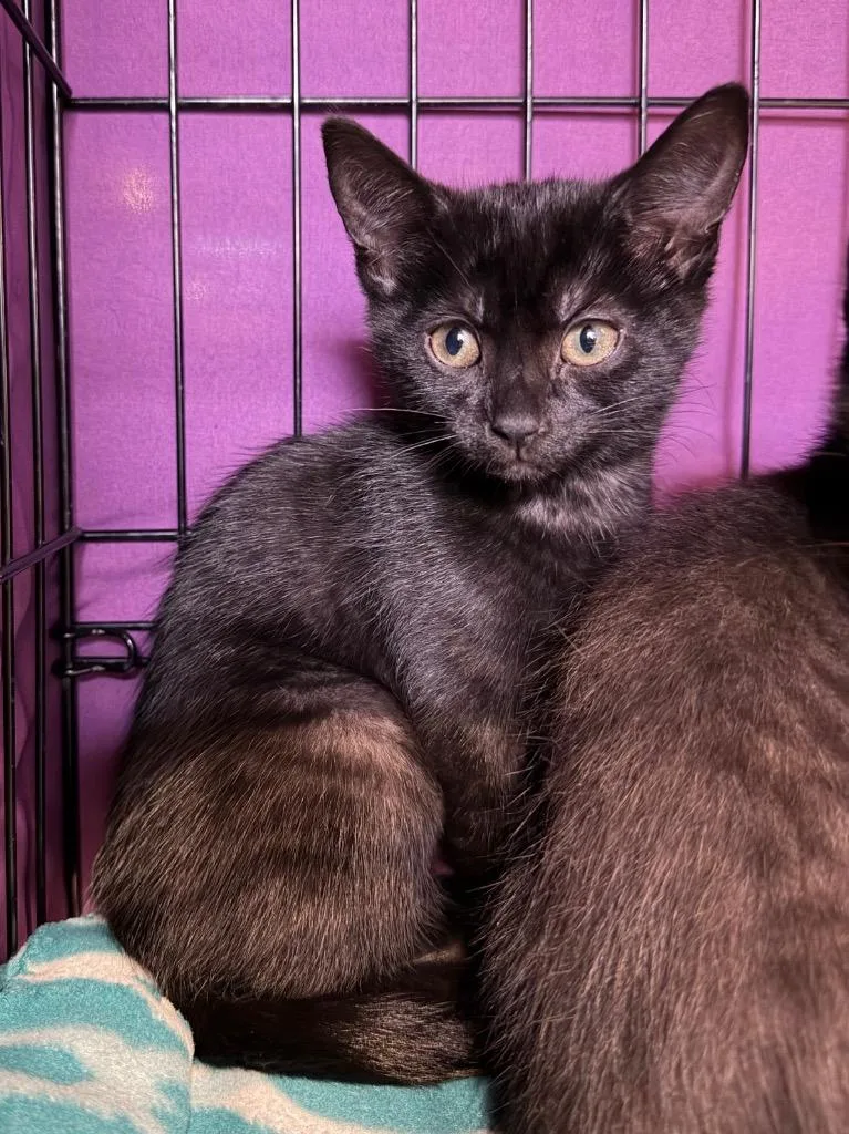 A baby medium-sized female Domestic Short Hair cat named Camisole for adoption in Cincinnati, OH