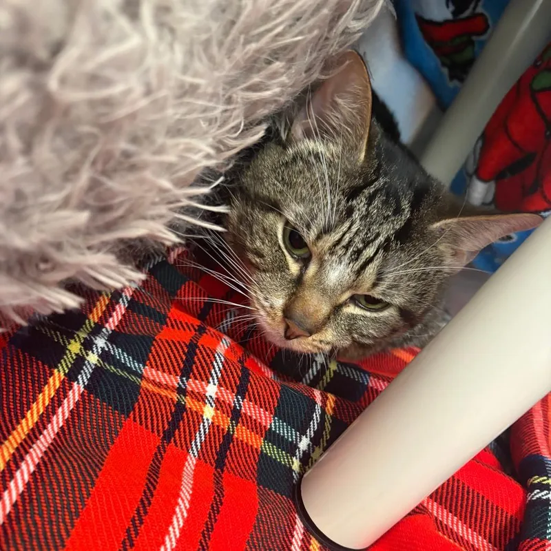 An adult medium-sized male Brown / Chocolate Domestic Short Hair cat named Kurt for adoption in Brockton, MA
