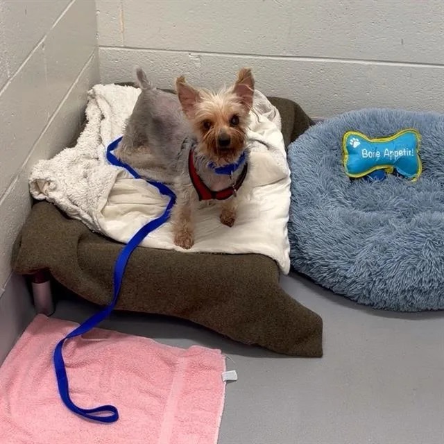 A senior small-sized female Yorkshire Terrier dog named Lili for adoption in Boston, MA