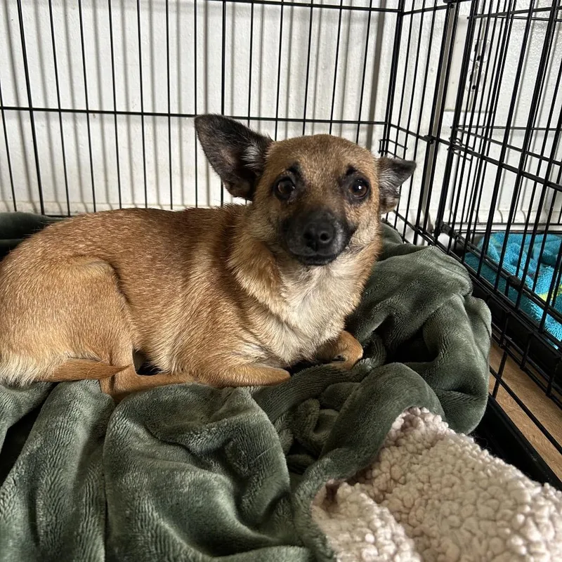 An adult small-sized female Brown / Chocolate Mixed Breed dog named Loretta for adoption in Leander, TX