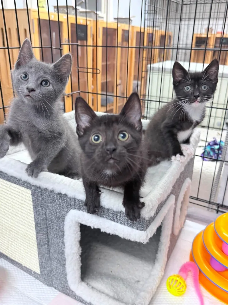 A baby medium-sized male Black & White / Tuxedo American Shorthair cat named Story  Fable and for adoption in Philadelphia, PA