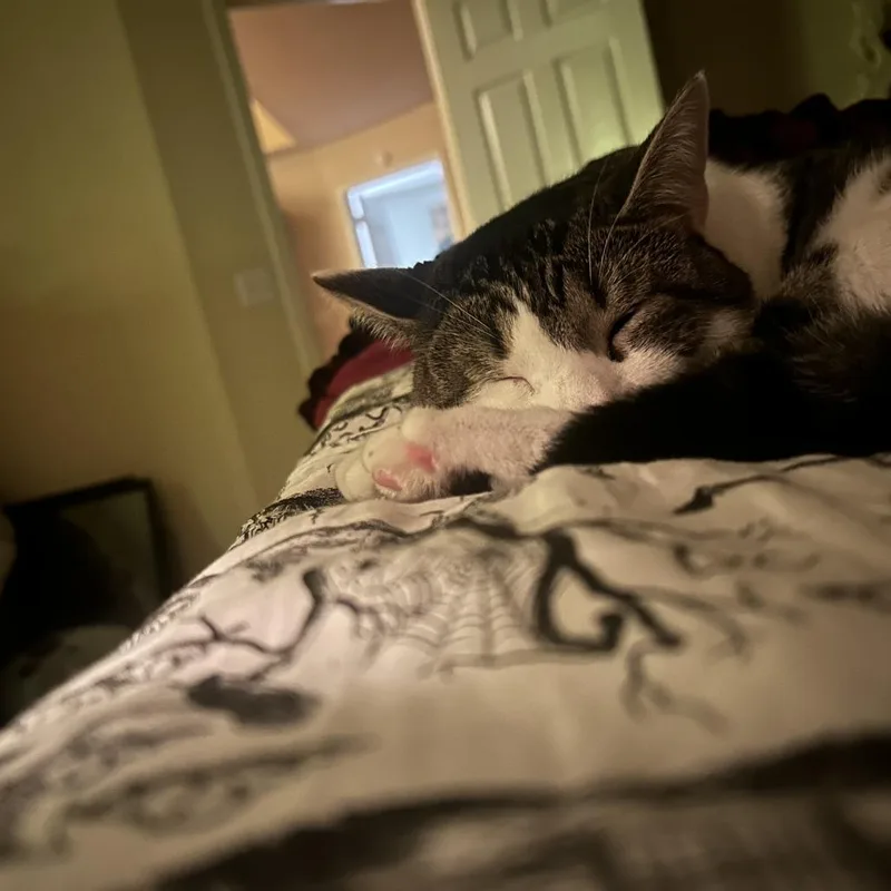 An adult medium-sized male Domestic Short Hair cat named Fitz for adoption in Tuscaloosa, AL