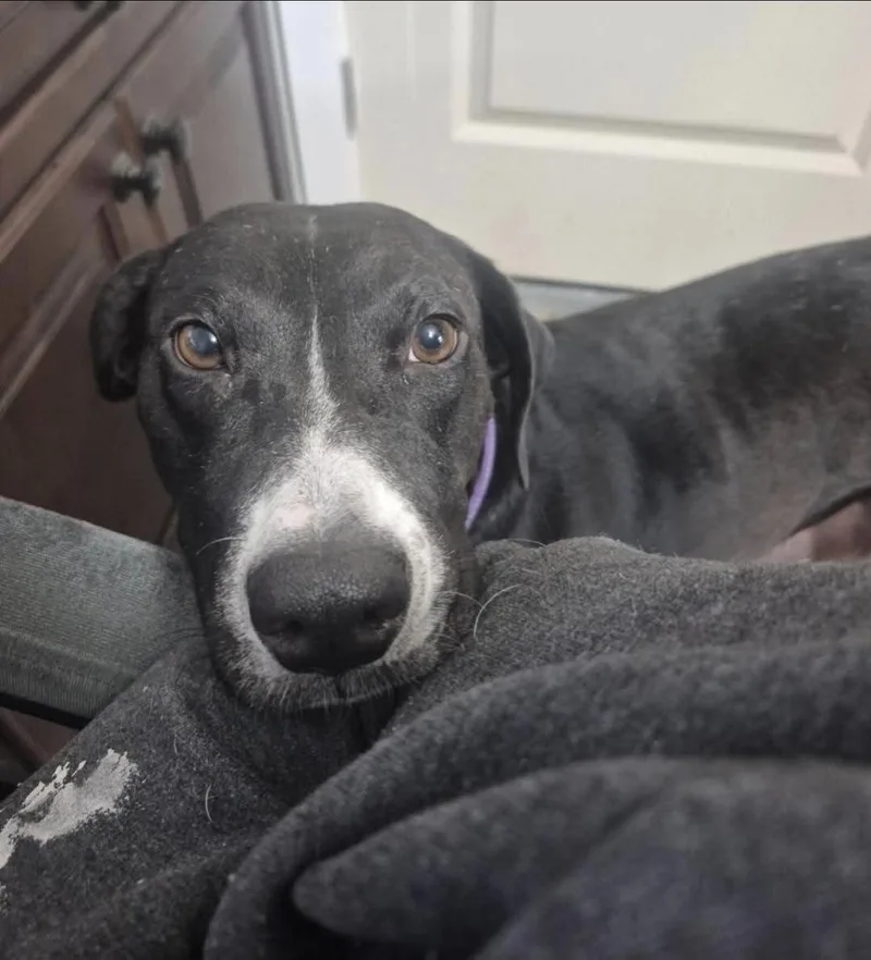 An adult medium-sized female Black Labrador Retriever dog named Angel for adoption