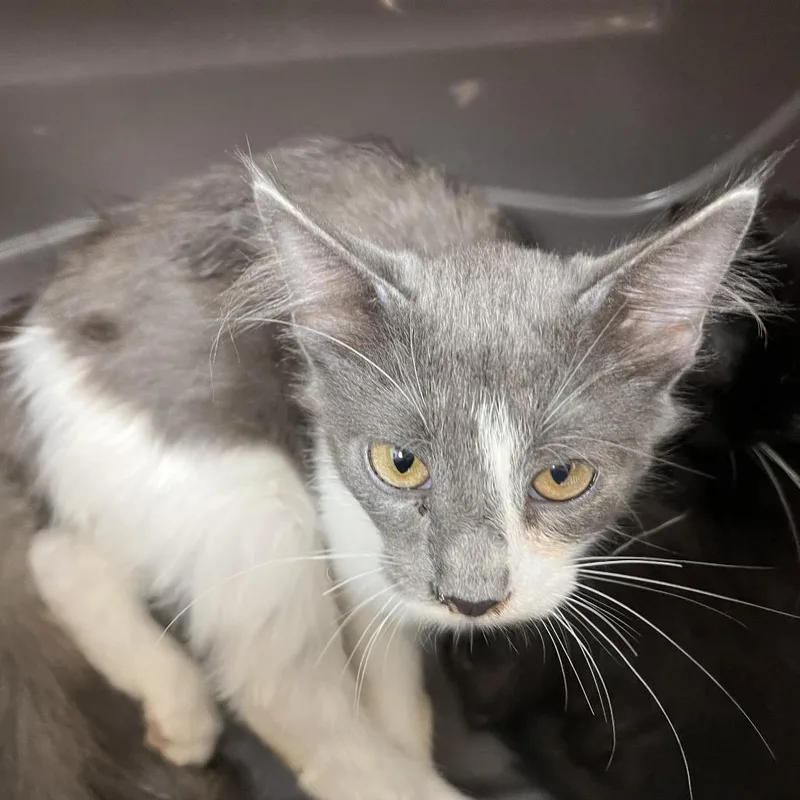 A baby small-sized male Gray / Blue / Silver Domestic Short Hair cat named Button for adoption in Saint Louis, MO