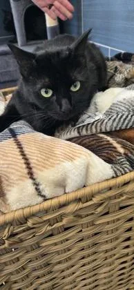 An adult small-sized female Domestic Short Hair cat named Peachy for adoption in Daphne, AL