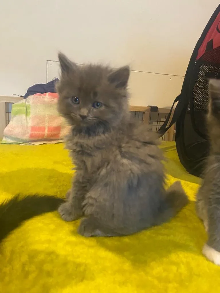 A baby medium-sized female Domestic Short Hair cat named Chandler for adoption in Johnson City, TN