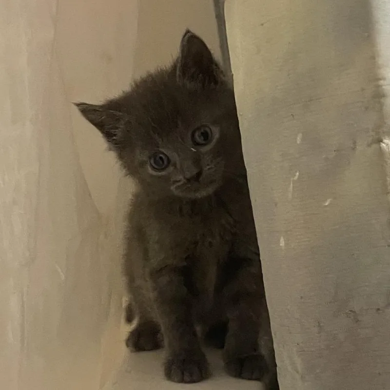 A baby small-sized female Gray / Blue / Silver Domestic Short Hair cat named Wagyu for adoption in Union, MO