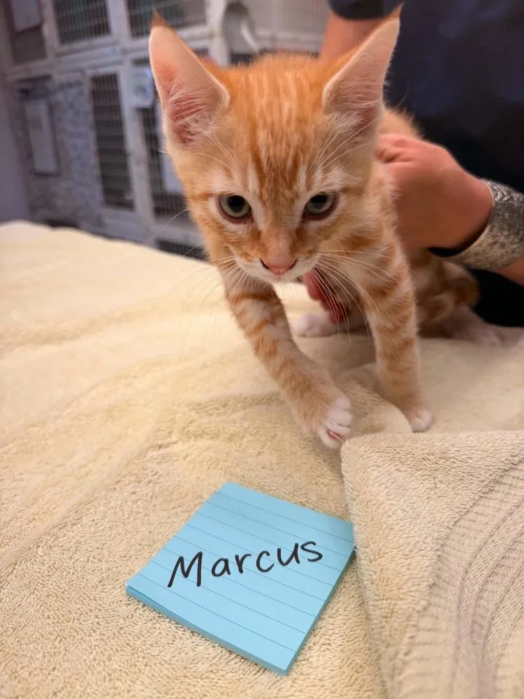 A baby small-sized male Tabby (Orange / Red) Domestic Short Hair cat named Marcus for adoption in Vancouver, WA
