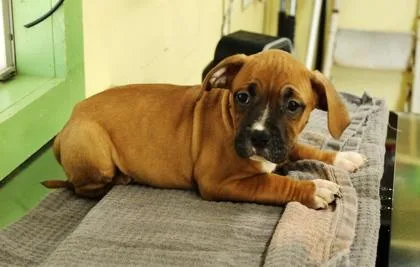 A baby medium-sized male American Bulldog dog named ChocoTaco for adoption in Picayune, MS