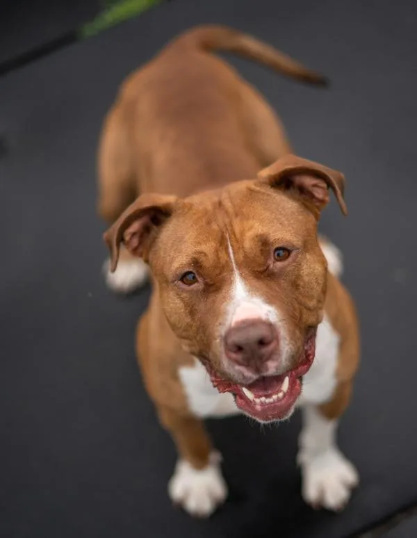 An adult large-sized female Pit Bull Terrier dog named Nala for adoption in Stratham, NH
