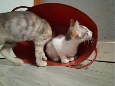 Rabbit & Riley thumbnail 2