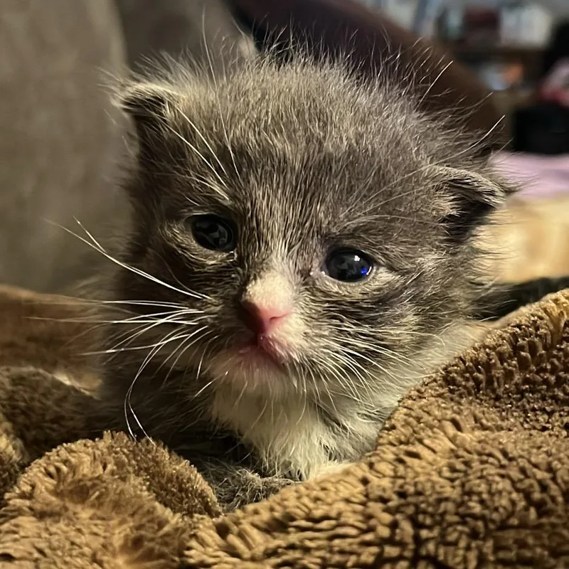 Sir Butters Mittens III thumbnail 2