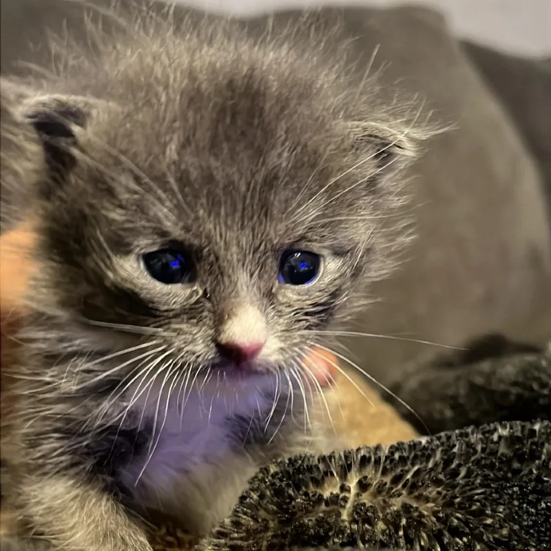 Sir Butters Mittens III thumbnail 4