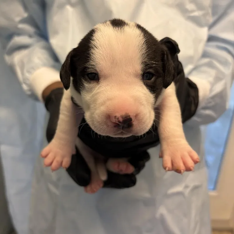 A baby medium-sized male White / Cream Basset Hound dog named Finn for adoption in LOXAHATCHEE, FL