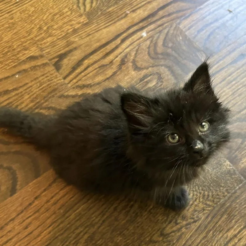 A young medium-sized female Black Domestic Short Hair cat named Beaver Tail for adoption in Evanston, IL