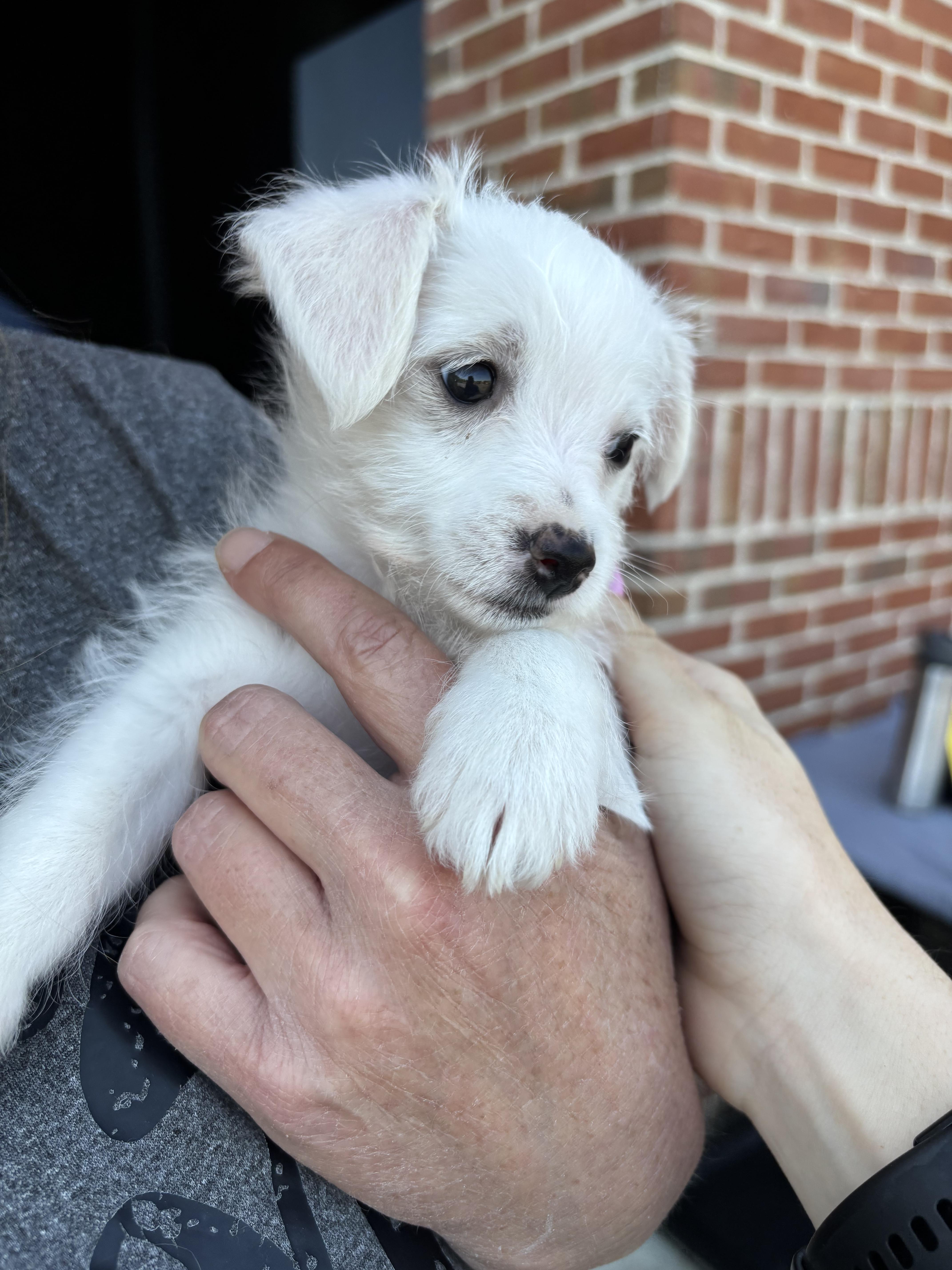 A baby small-sized male Miniature Poodle dog named Chirp for adoption in Winder, GA