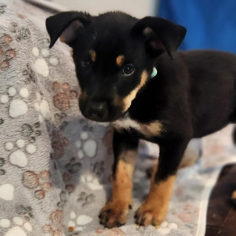 A baby medium-sized female Black Mixed Breed dog named Molly for adoption in Centralia, WA