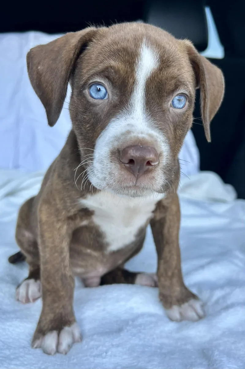 A baby medium-sized male Yellow / Tan / Blond / Fawn Boxer dog named Glacier for adoption in Watertown, CT