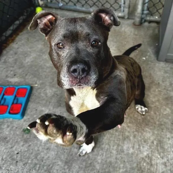 An adult large-sized female Gray / Blue / Silver Mixed Breed dog named Griselda for adoption in Wheeling, IL