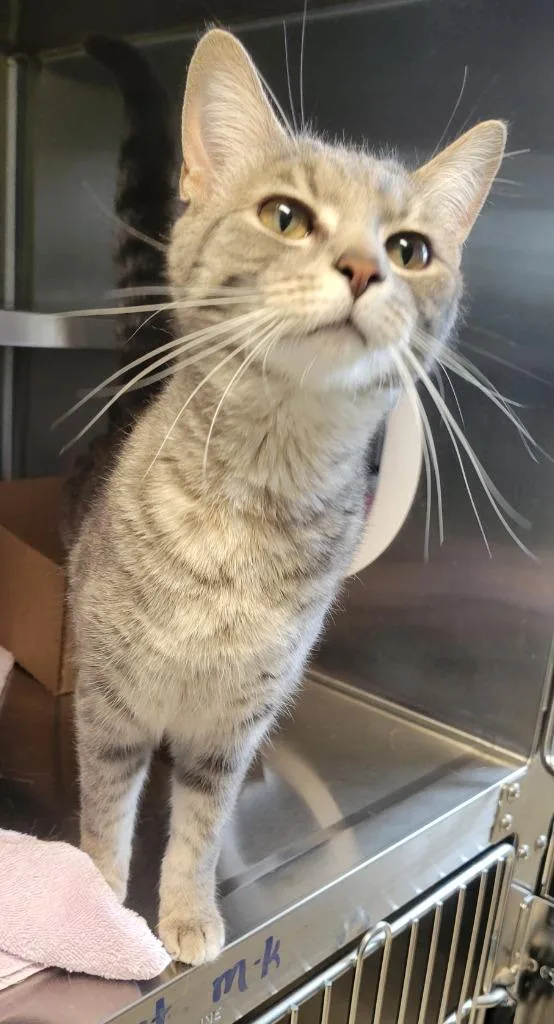 A baby medium-sized female Domestic Short Hair cat named Martini for adoption in Sandusky, OH