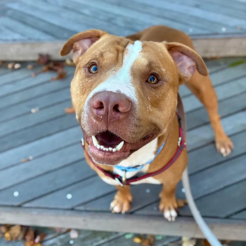 An adult large-sized male Red / Chestnut / Orange Pit Bull Terrier dog named Tank for adoption in Providence, RI