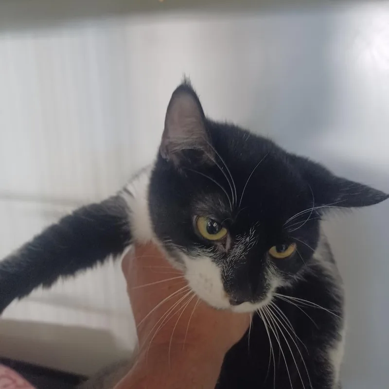 A young small-sized female Black Domestic Short Hair cat named Autumn for adoption in Hemet, CA