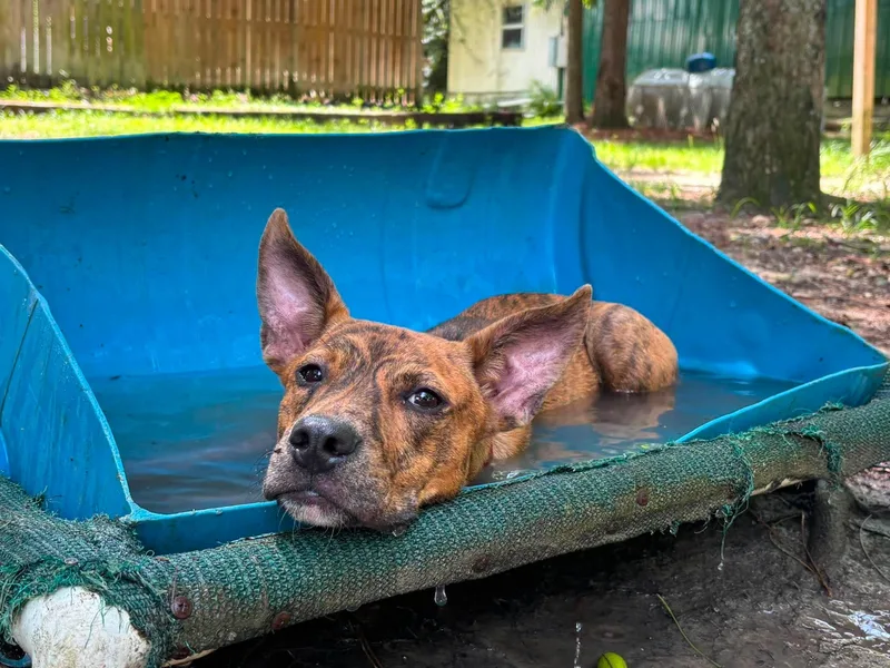 A baby medium-sized female Brindle Mixed Breed dog named Tigger Tiger for adoption in BONIFAY, FL