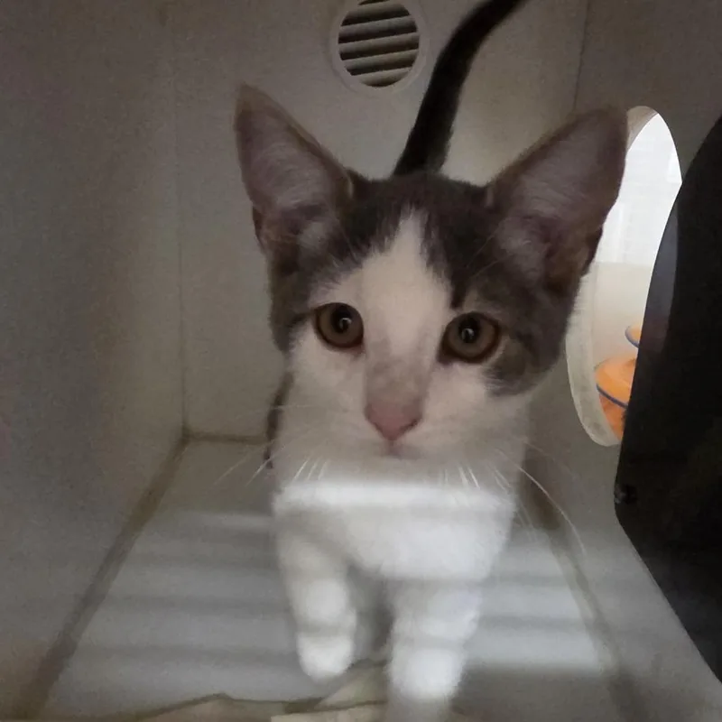A baby small-sized male Gray / Blue / Silver Domestic Short Hair cat named Potato for adoption in Voorhees, NJ