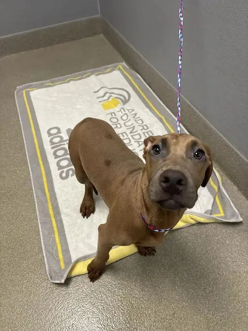 A baby medium-sized male Great Dane dog named Flirty for adoption in Las Vegas, NV
