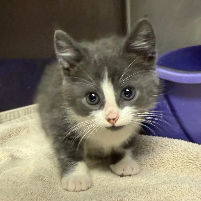 A baby small-sized female Gray / Blue / Silver Domestic Short Hair cat named Gabbie c for adoption in Elbow Lake, MN