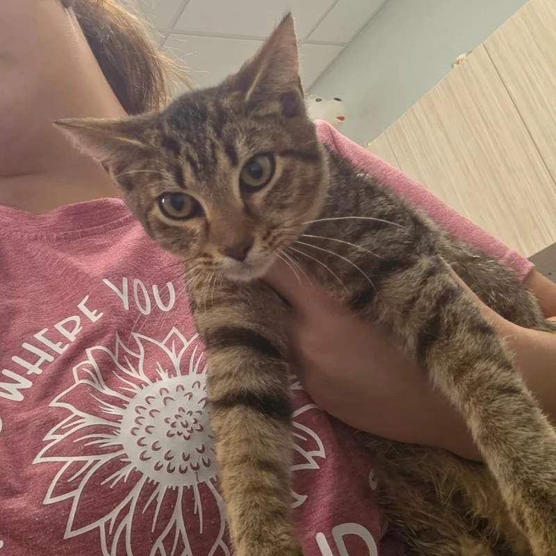 A baby small-sized male Brown / Chocolate Domestic Short Hair cat named Ricky for adoption in Chattanooga, TN