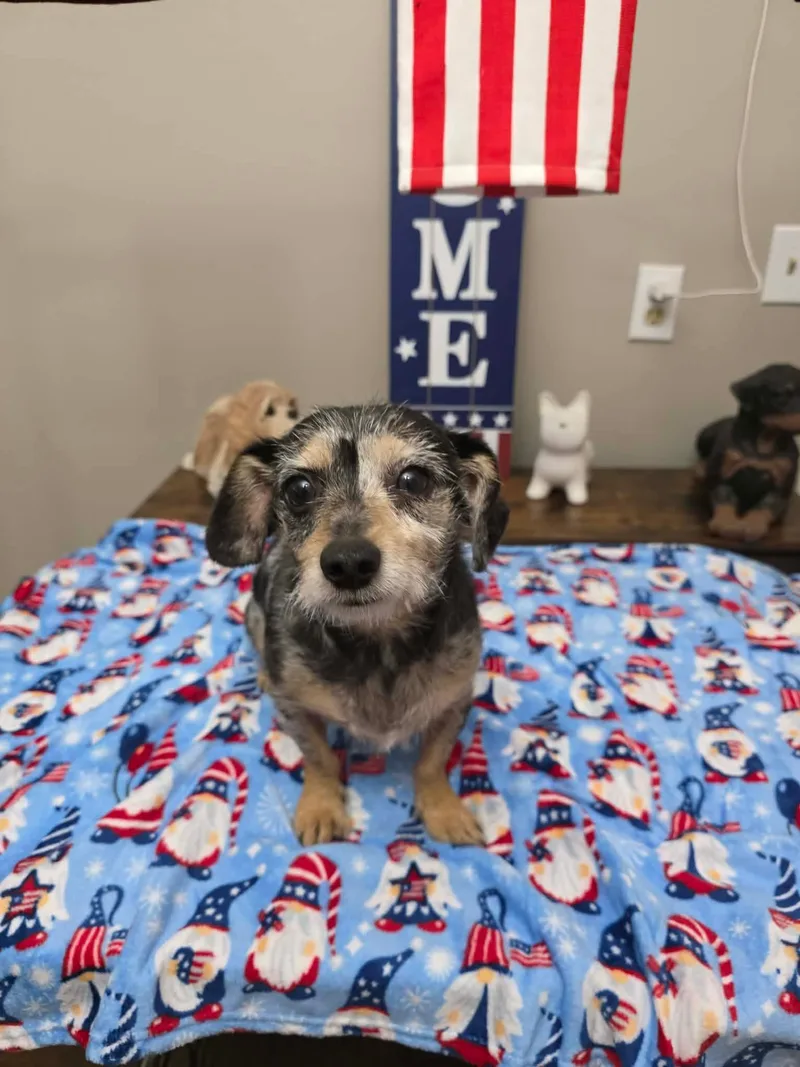 An adult small-sized male Tricolor (Brown, Black, & White) Dachshund dog named Flynn for adoption in Eatontown, NJ