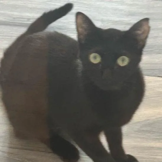 A young medium-sized female Black Domestic Short Hair cat named Tati for adoption in Monroe, NC