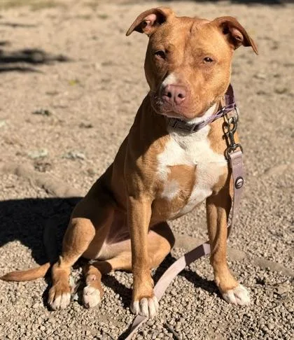 An adult medium-sized female Pit Bull Terrier dog named Frannie for adoption in Batavia, OH