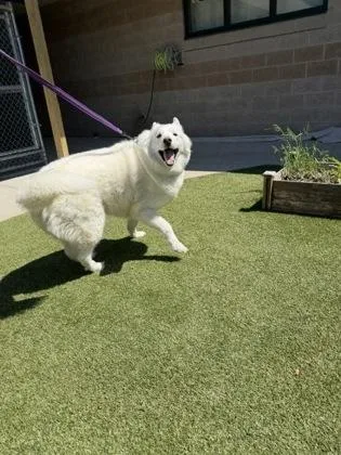 Enzo