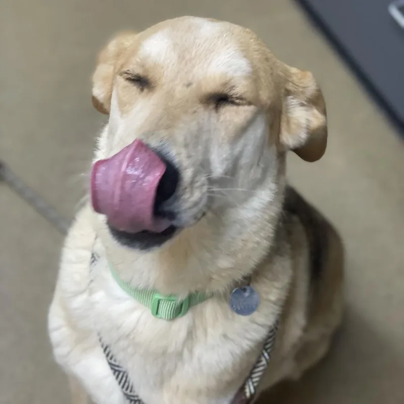 An adult medium-sized female Yellow / Tan / Blond / Fawn Shepherd dog named Creme for adoption in Riverside, CA