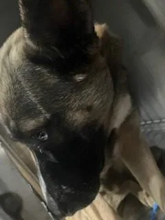 A young large-sized male German Shepherd Dog dog named Mickey for adoption in Dallas, TX