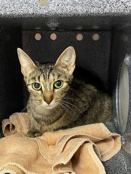 An adult medium-sized female Domestic Short Hair cat named Maria for adoption in Daytona Beach, FL