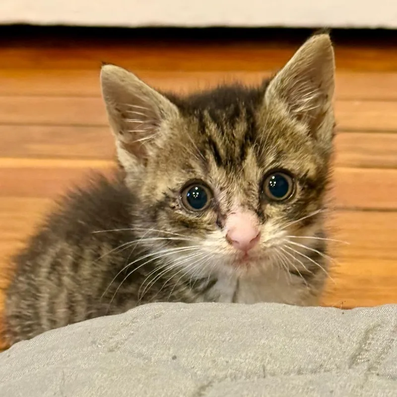 A baby small-sized female Brown / Chocolate Domestic Short Hair cat named Cassie for adoption in Birdsboro, PA